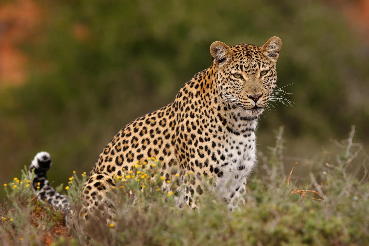 Shamwari Private Game Reserve at Bayethe at Shamwari Private Game Reserve, Shamwari Private Game Reserve, South Africa.