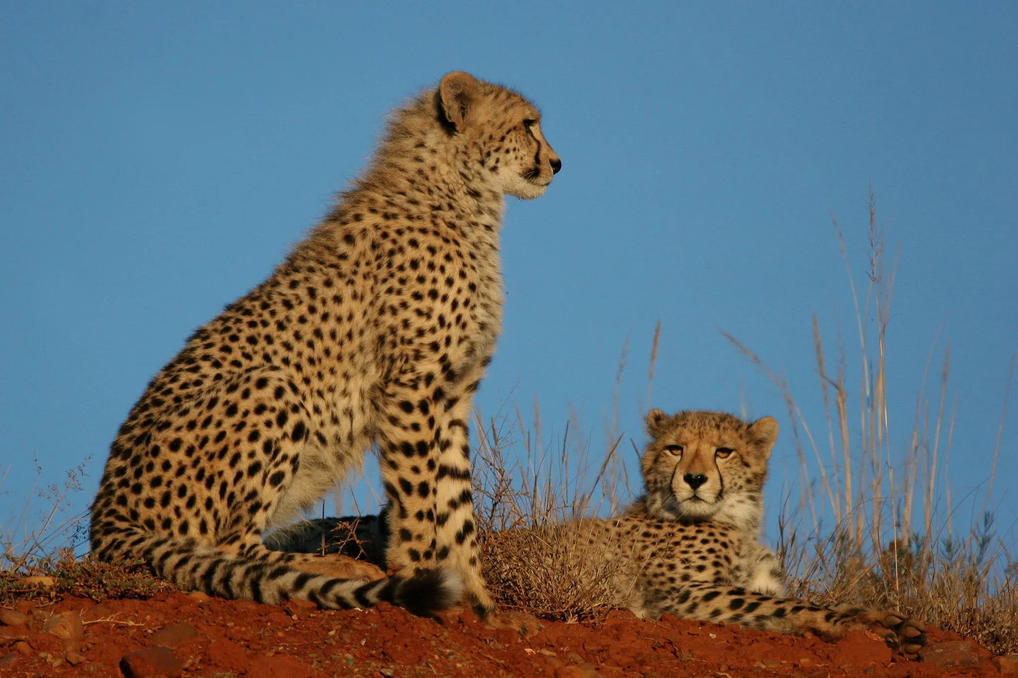 Shamwari Private Game Reserve at Bayethe at Shamwari Private Game Reserve, Shamwari Private Game Reserve, South Africa.