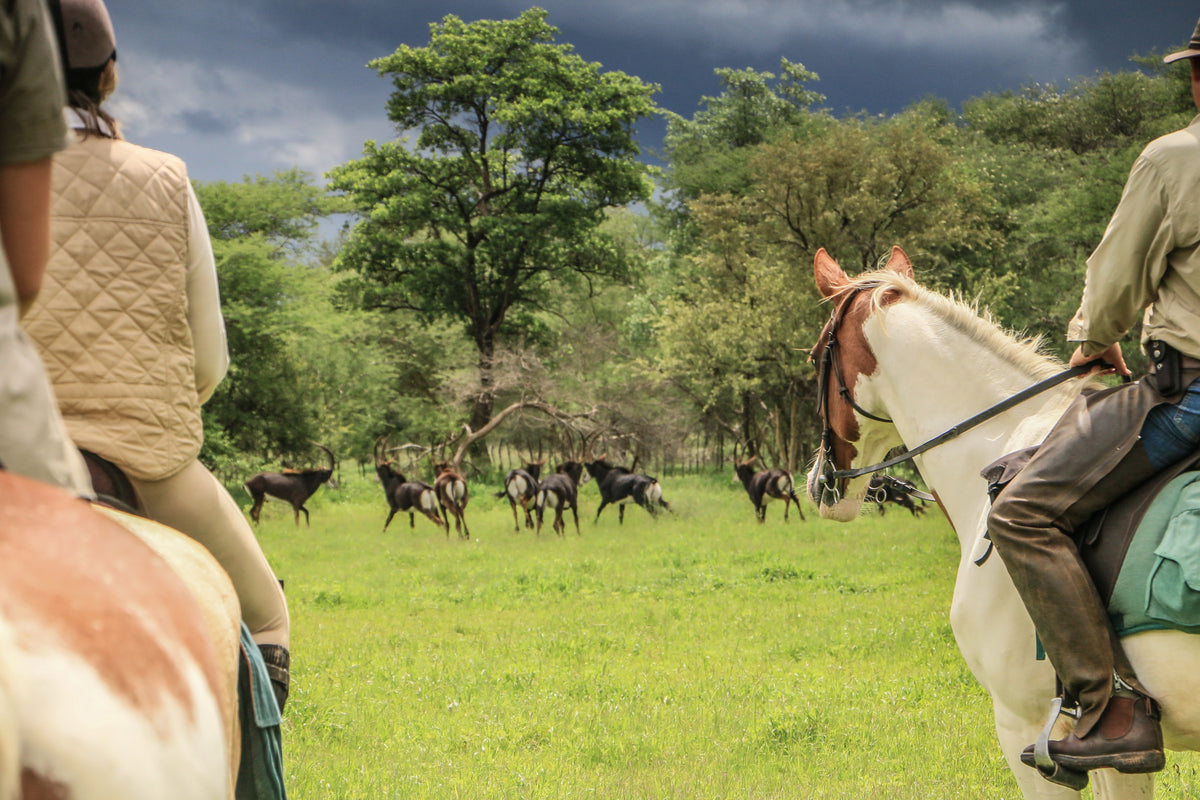 Varden safaris