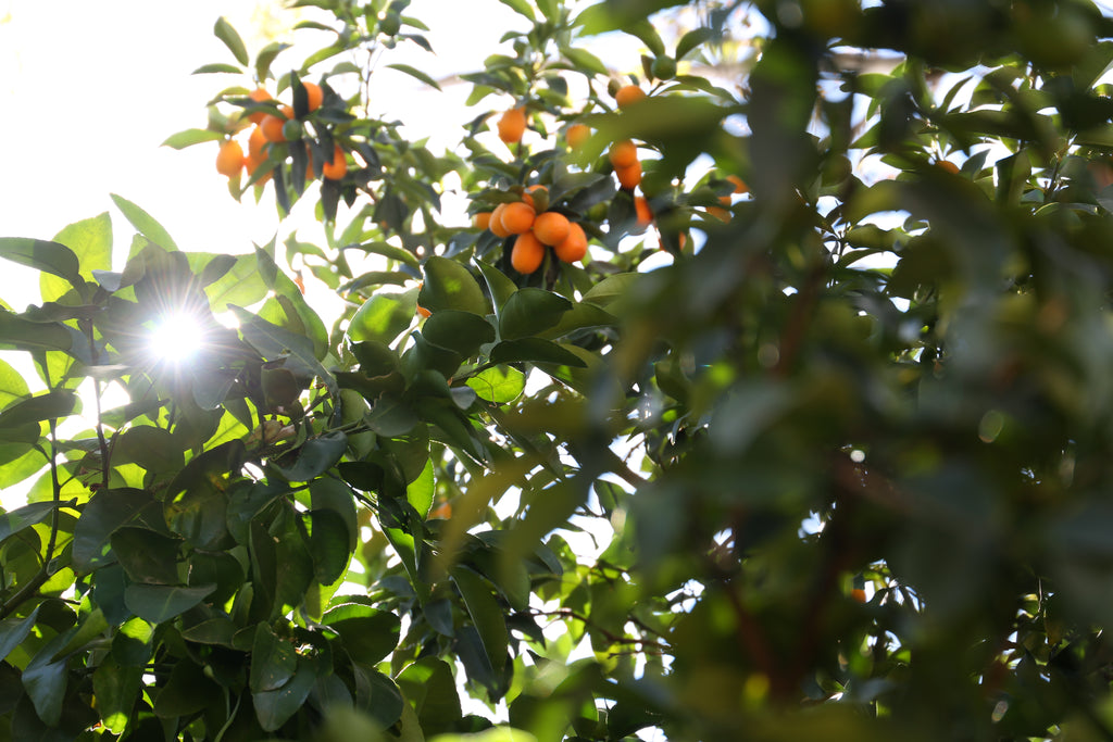 Citrus Tree Garden