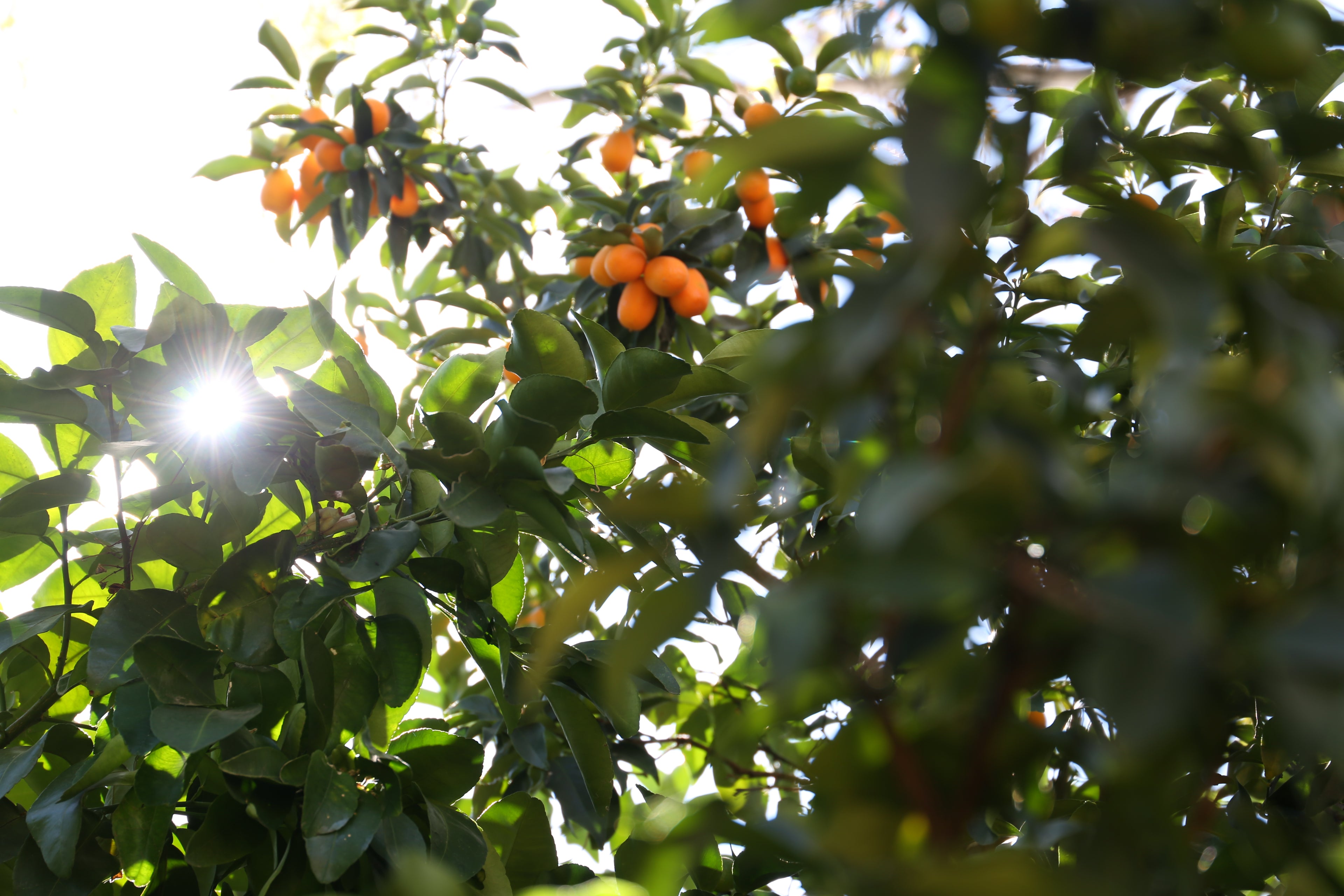 Citrus Tree Garden