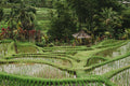 Jatiluwih Rice Terrace Trek