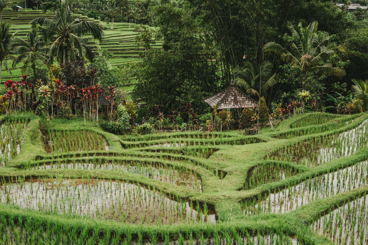 Jatiluwih Rice Terrace Trek