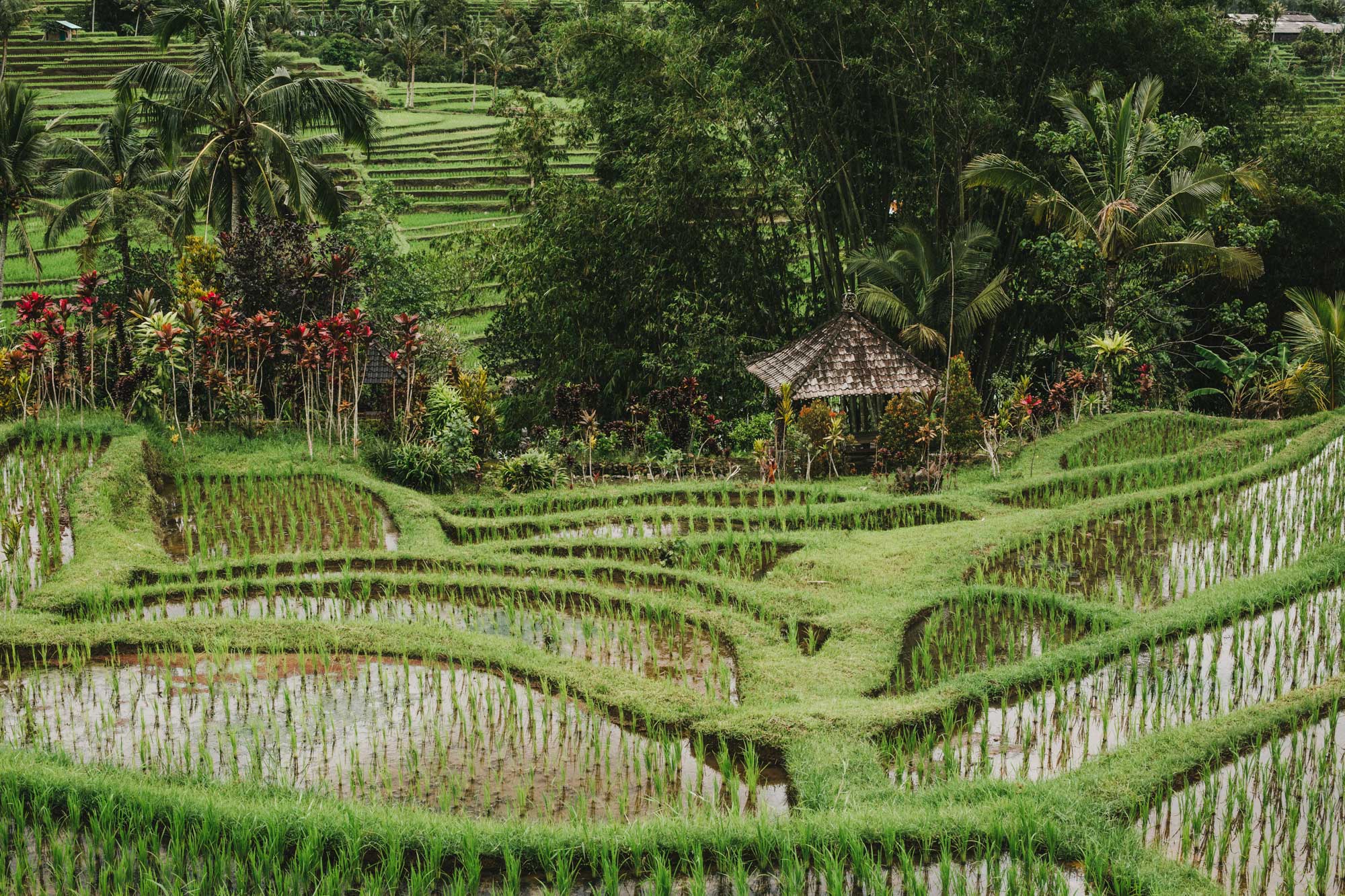 Jatiluwih Rice Terrace Trek