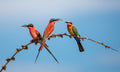Carmine Bee-eaters