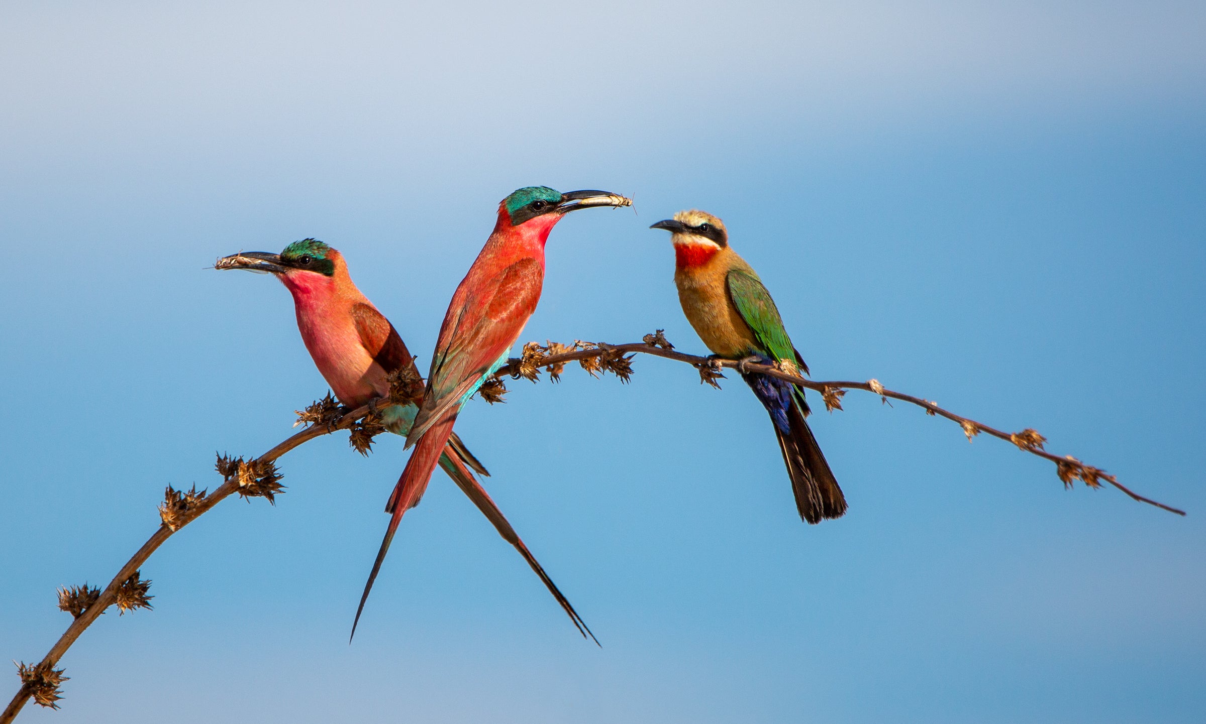 Ndhovu Safari Lodge and Enclave