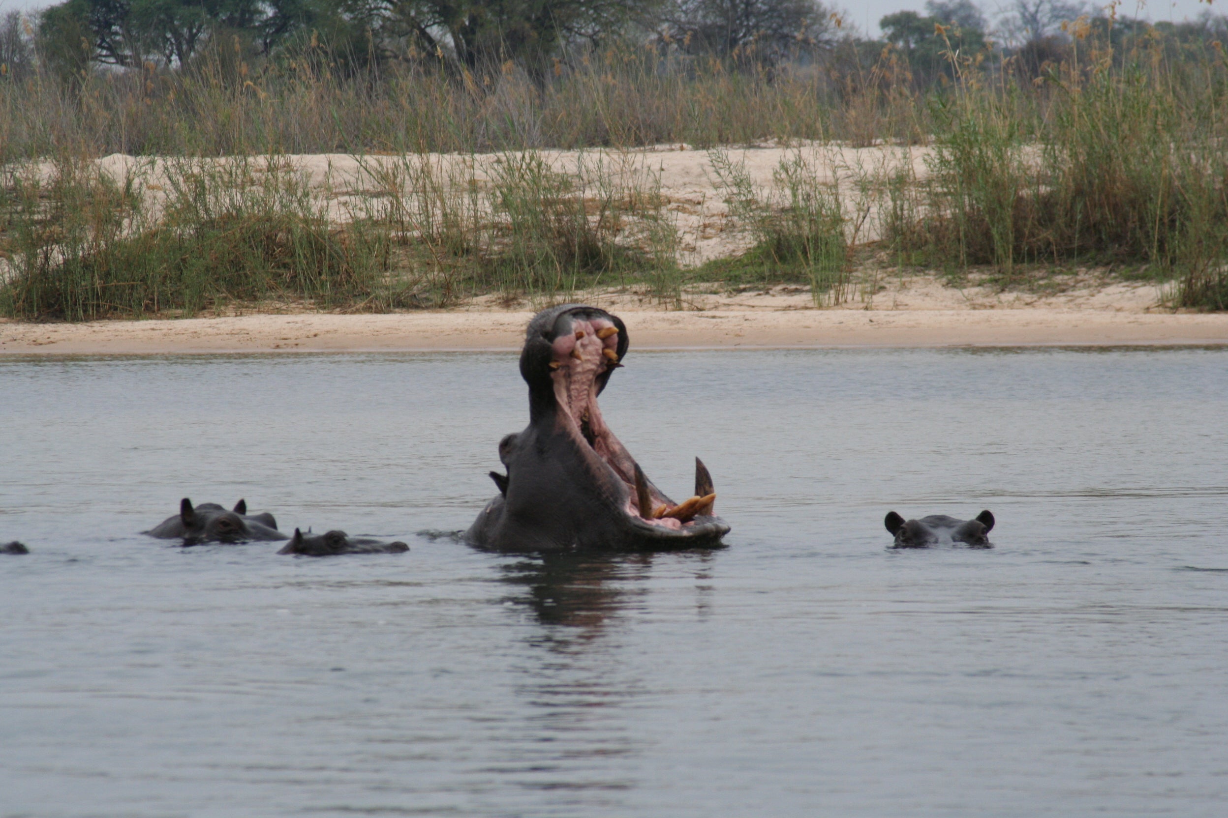 Ndhovu Safari Lodge - Wildlife