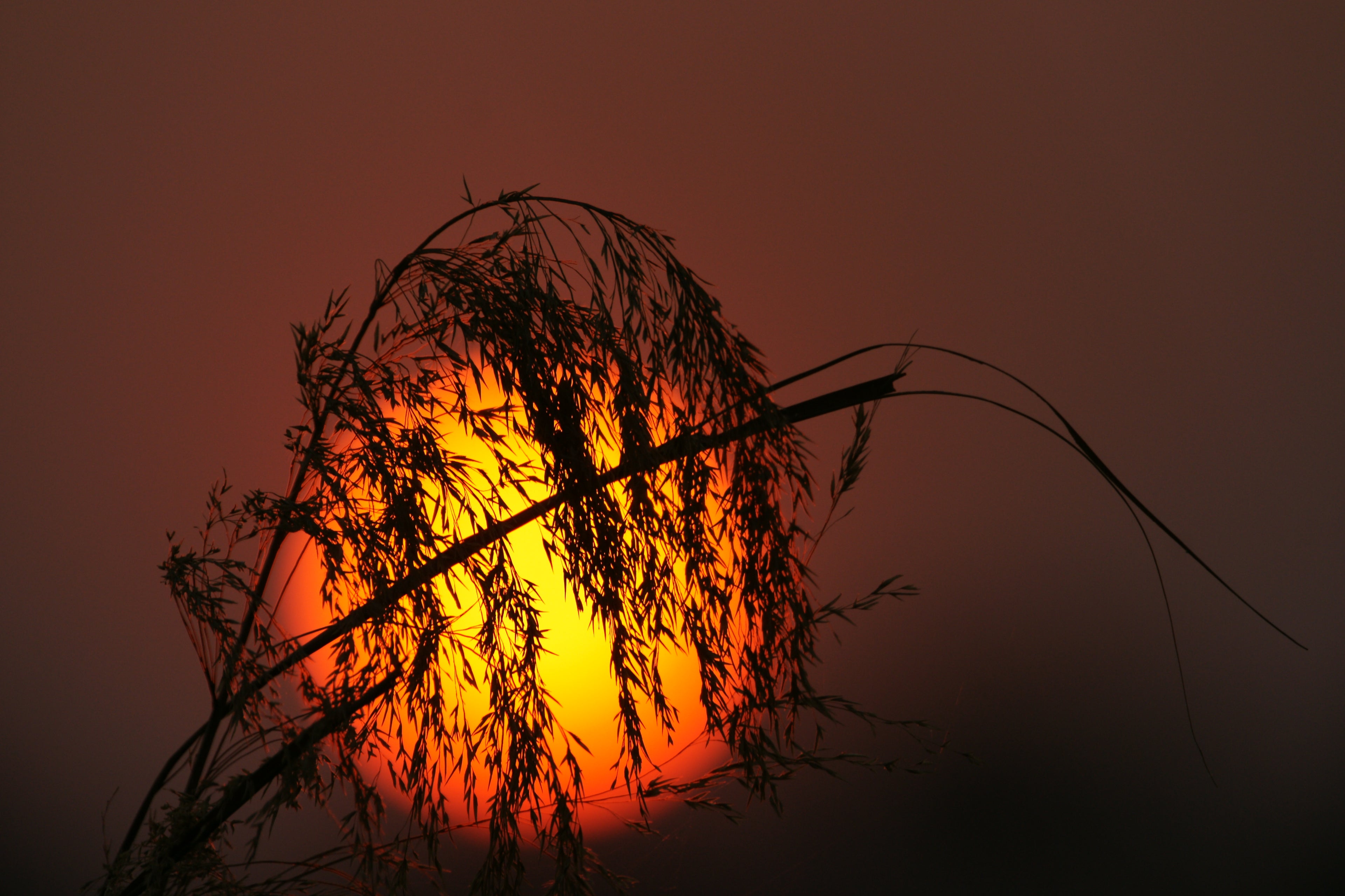 Ndhovu Safari Lodge - Sunset