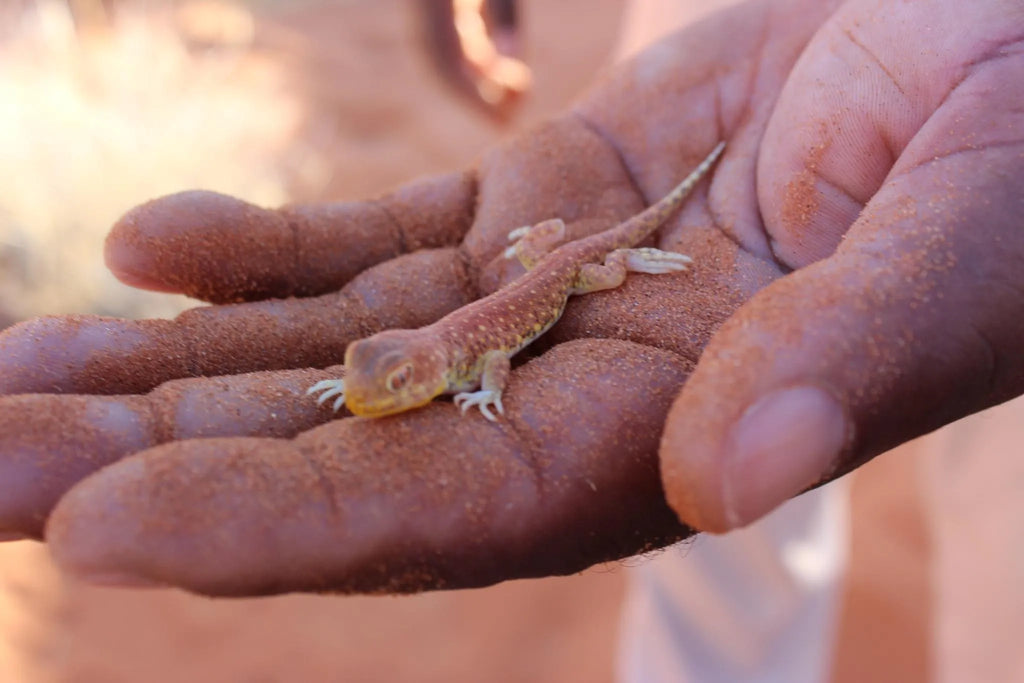 Guided Elim Dune Walk at Desert Camp, Sesriem, Namibia.