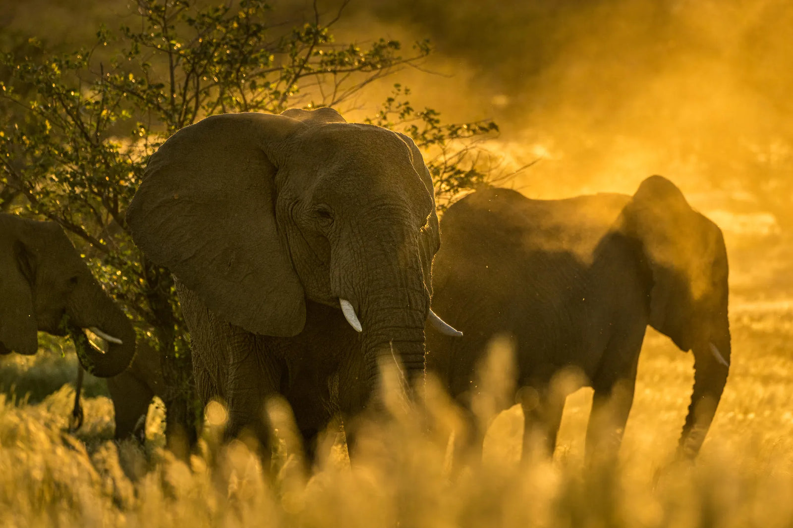 Guided Nature Drive