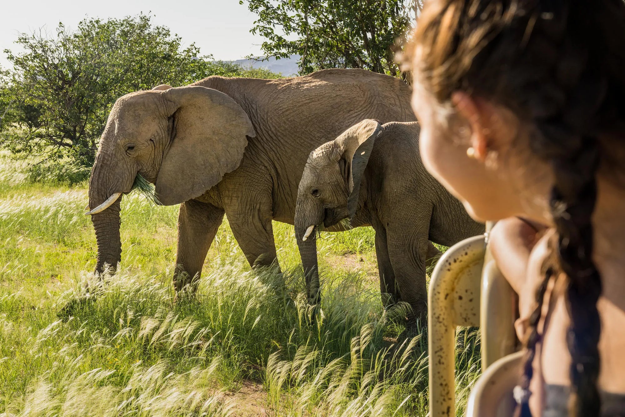 Camp Kipwe's Nature Drive in Green Season with Desert Elephants at Camp Kipwe, Twyfelfontein, Namibia.