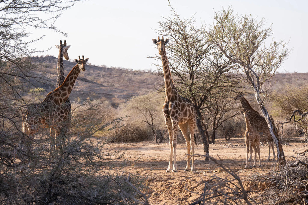 Wildlife at Ai Aiba Rock Painting Lodge, Erongo Mountains, Namibia.