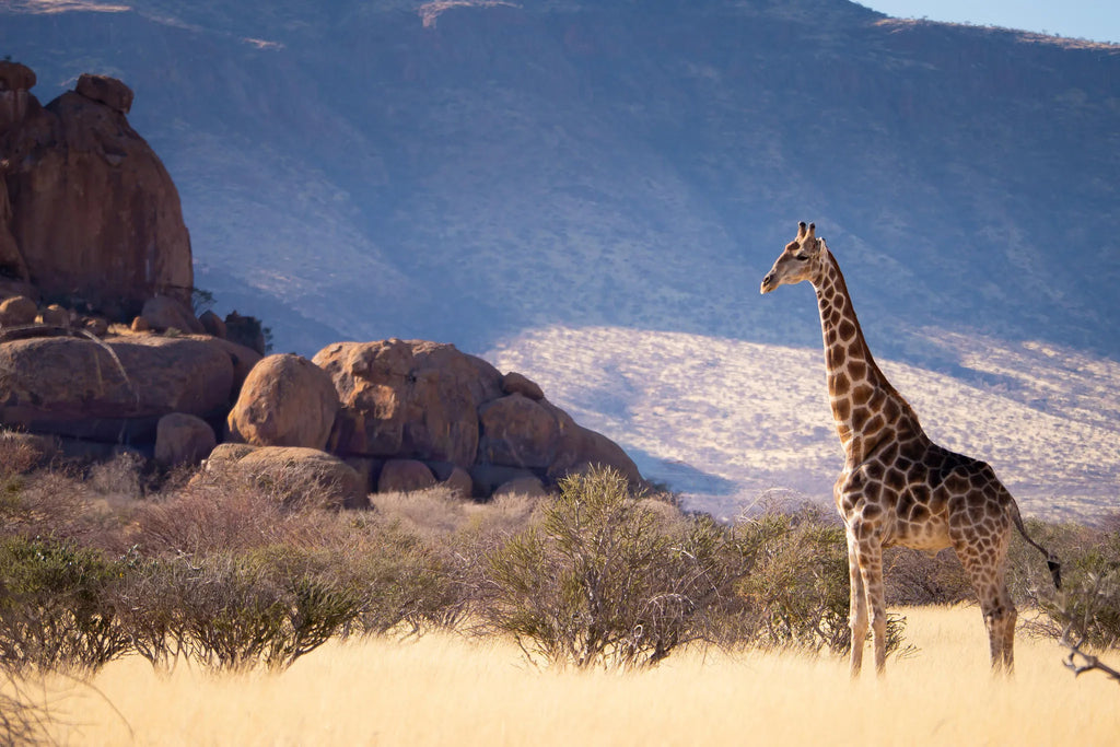 Wildlife at Ai Aiba Rock Painting Lodge, Erongo Mountains, Namibia.