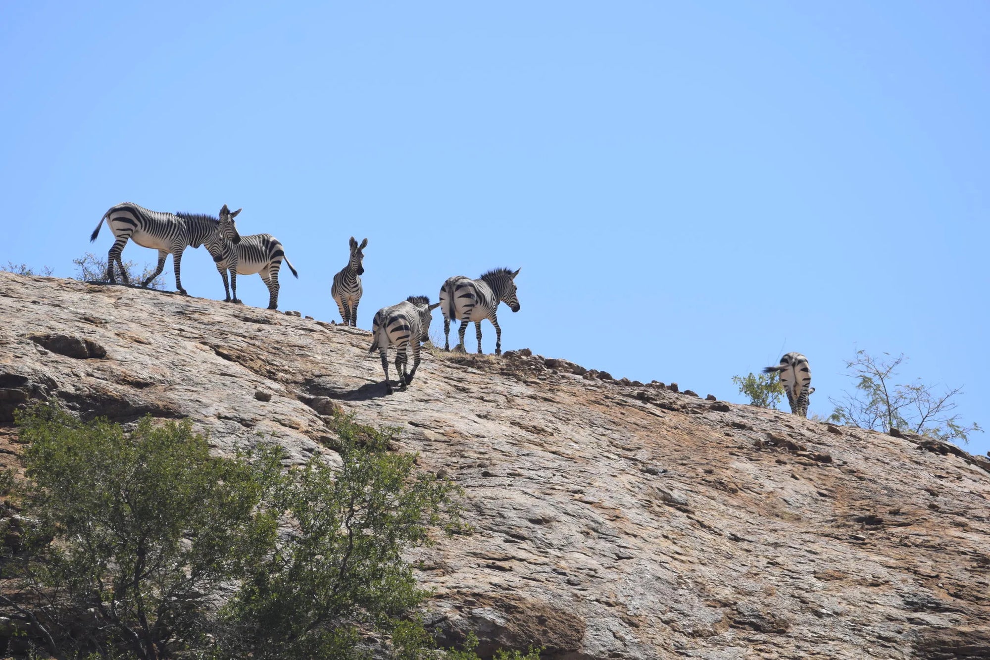 Wildlife at Ai Aiba at Ai Aiba Rock Painting Lodge, Erongo Mountains, Namibia.