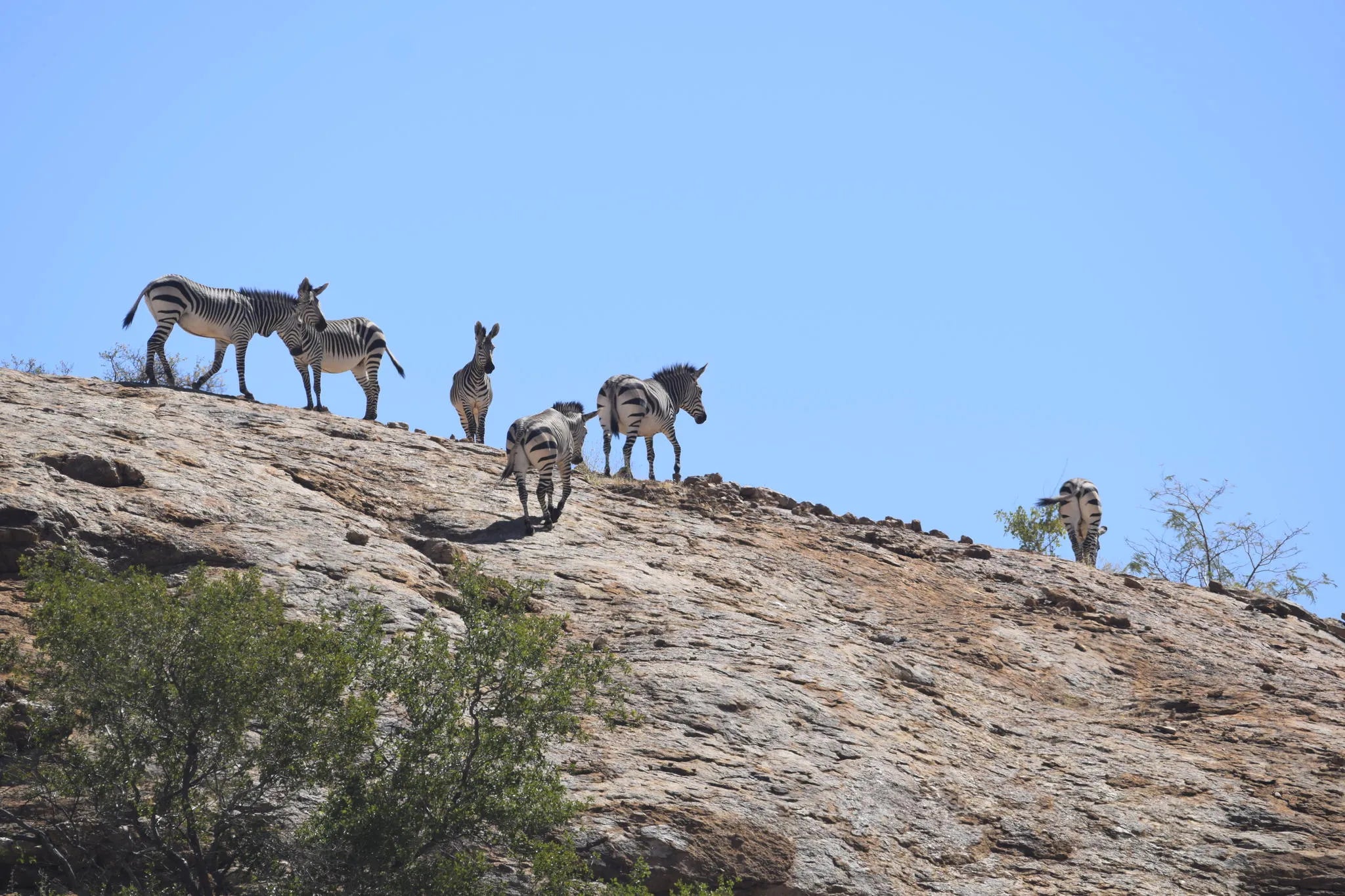 Wildlife at Ai Aiba at Ai Aiba Rock Painting Lodge, Erongo Mountains, Namibia.