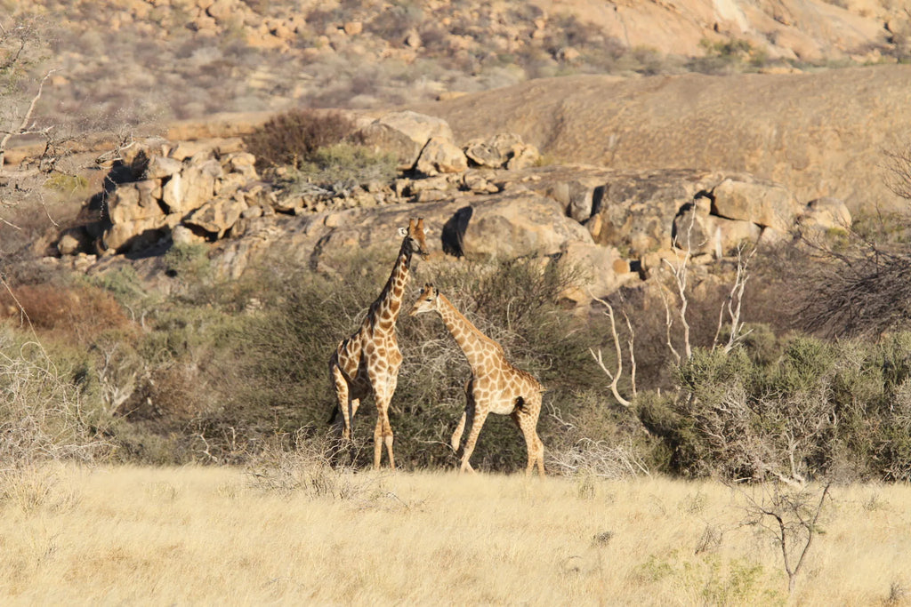 Wildlife at Ai Aiba at Ai Aiba Rock Painting Lodge, Erongo Mountains, Namibia.