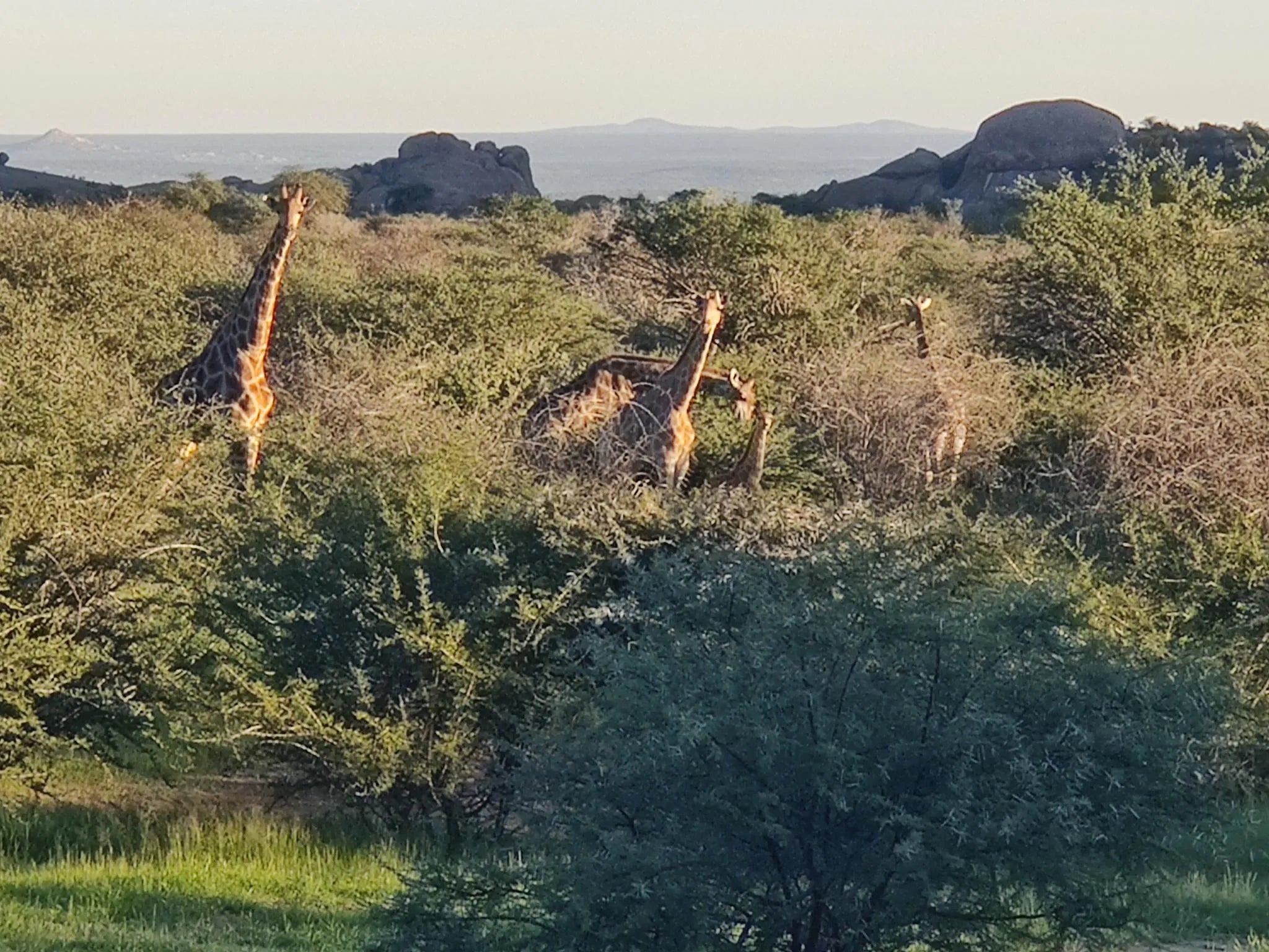 Wildlife at Ai Aiba at Ai Aiba Rock Painting Lodge, Erongo Mountains, Namibia.