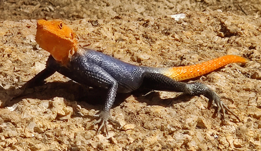 At Ai Aiba - beautiful Namib rock agama at Ai Aiba Rock Painting Lodge, Erongo Mountains, Namibia.