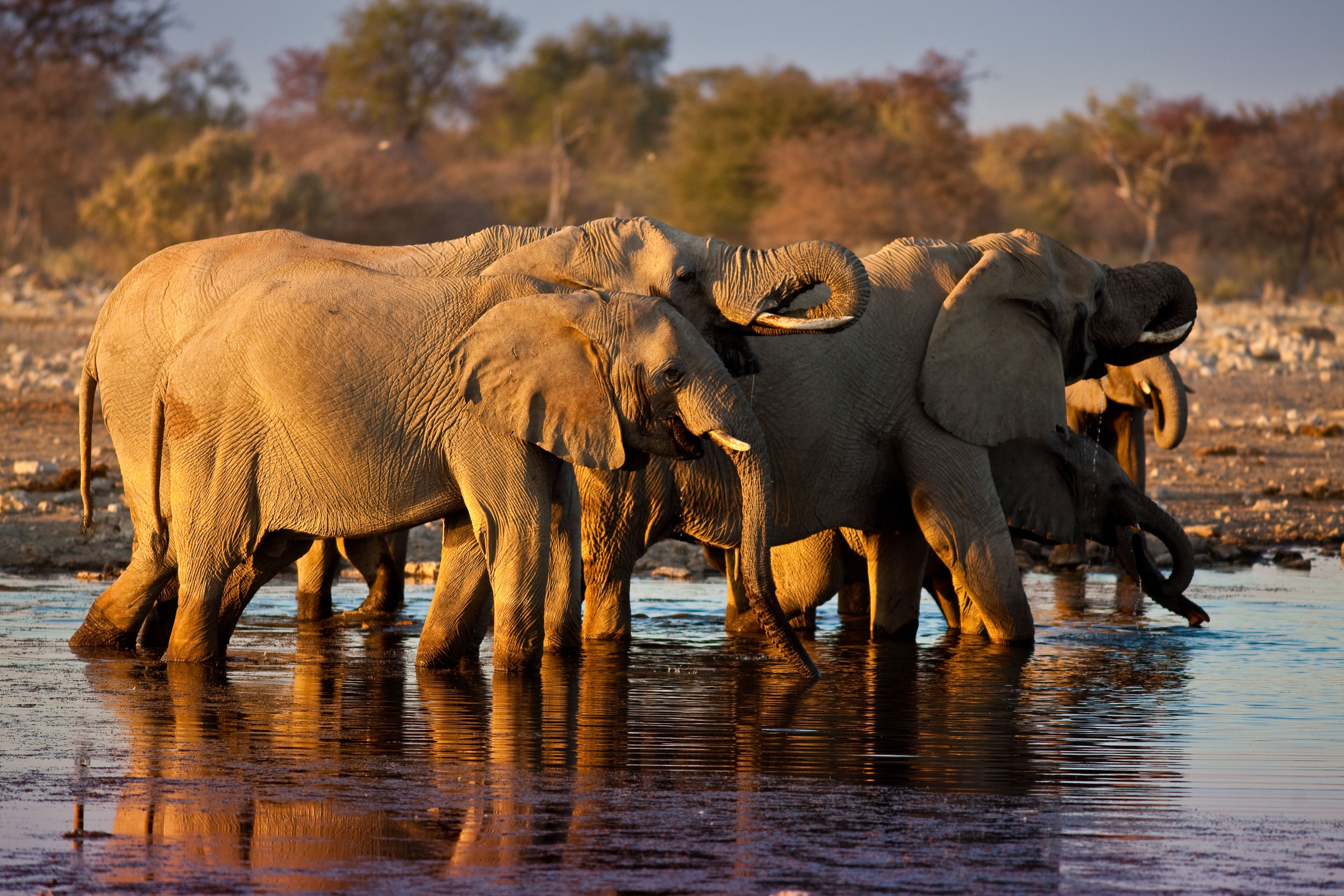 Mokuti Etosha