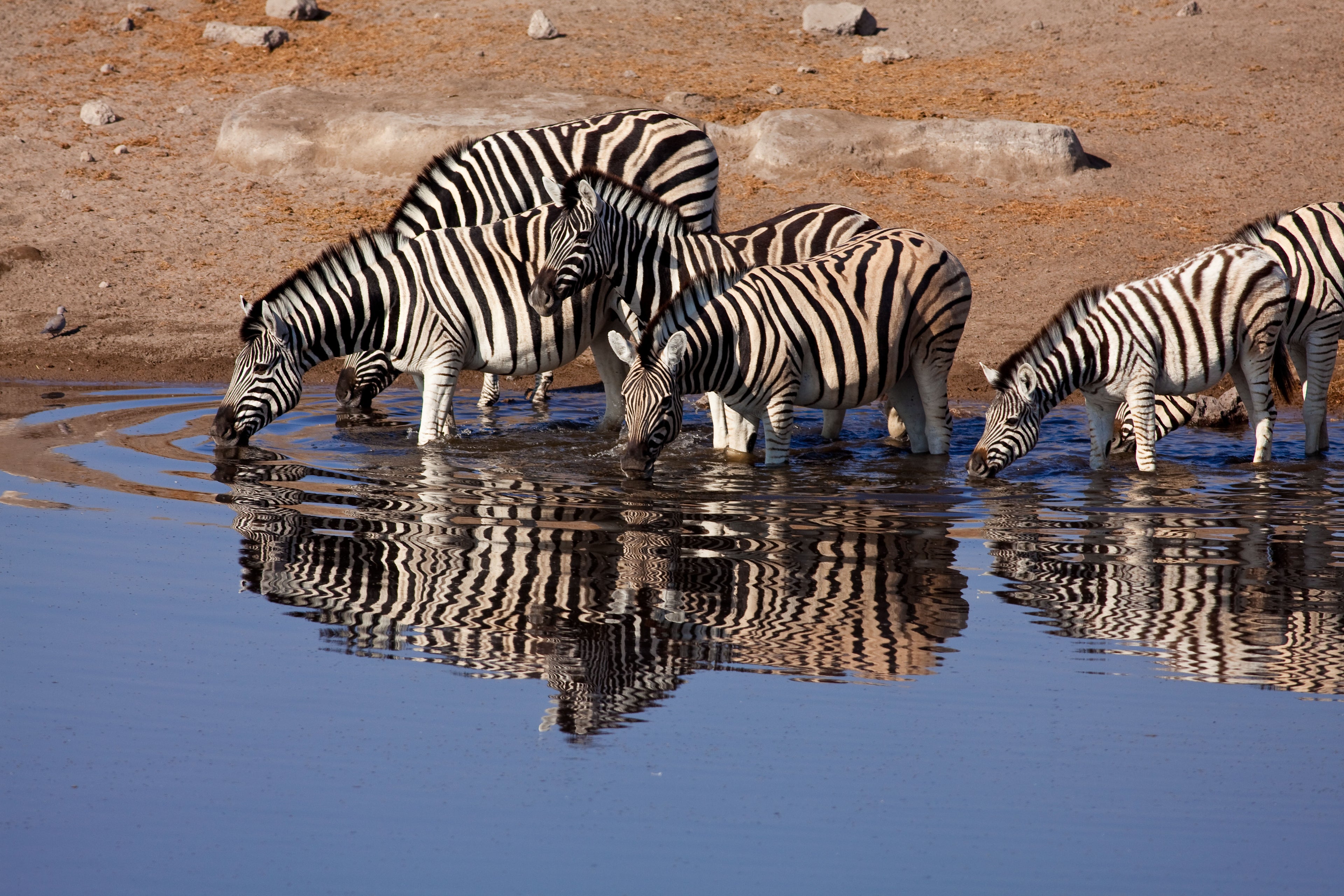 Mokuti Etosha