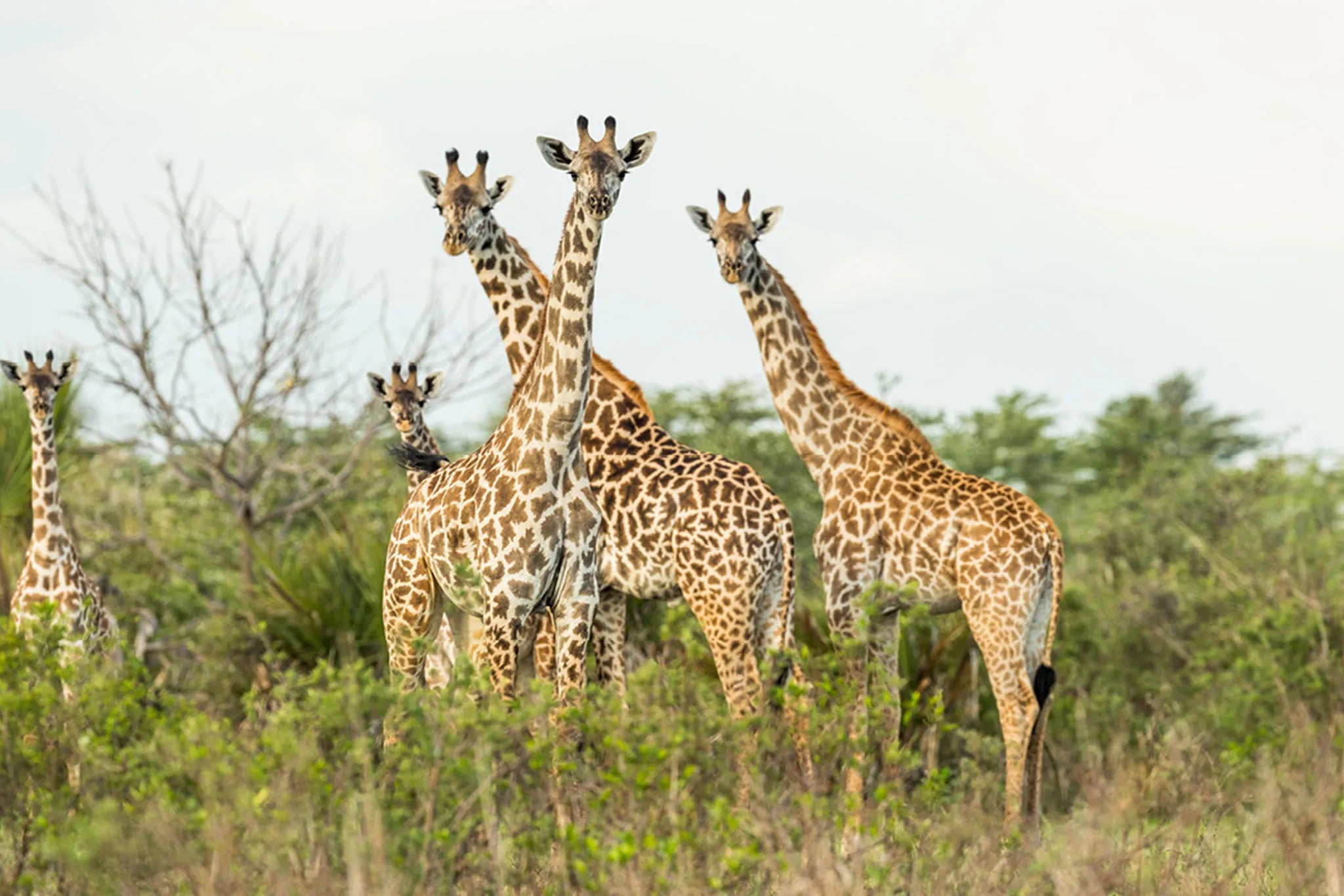 Roho ya Selous - Giraffes at Roho Ya Selous, Nyerere National Park, Tanzania.