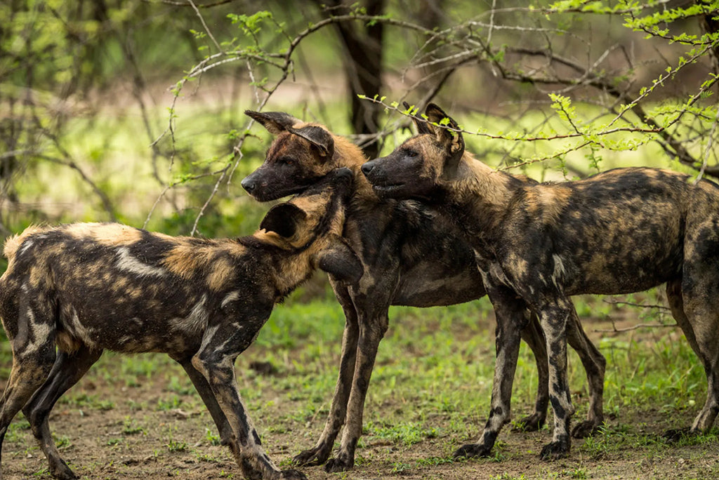 Roho ya Selous - Wild dogs at Roho Ya Selous, Nyerere National Park, Tanzania.