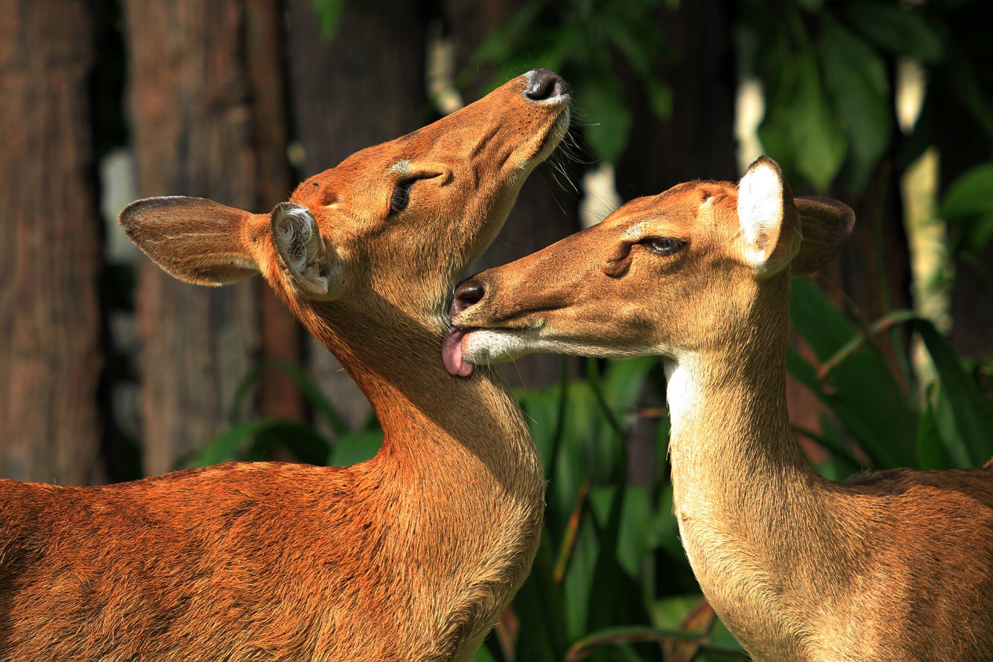 Khao Kheow Open Zoo