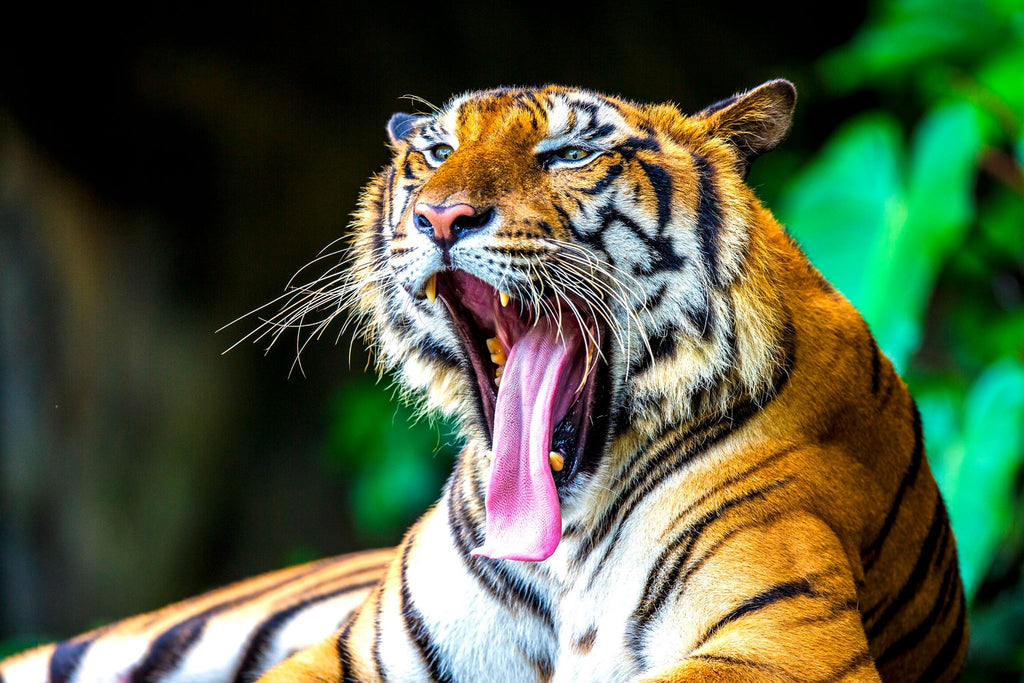 Khao Kheow Open Zoo