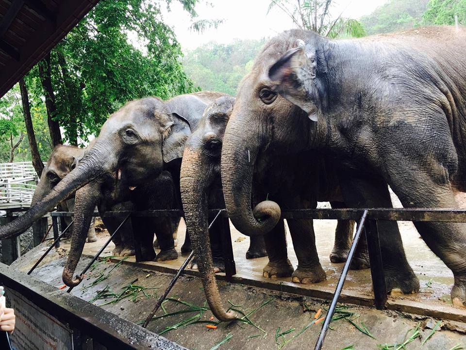 Khao Kheow Open Zoo