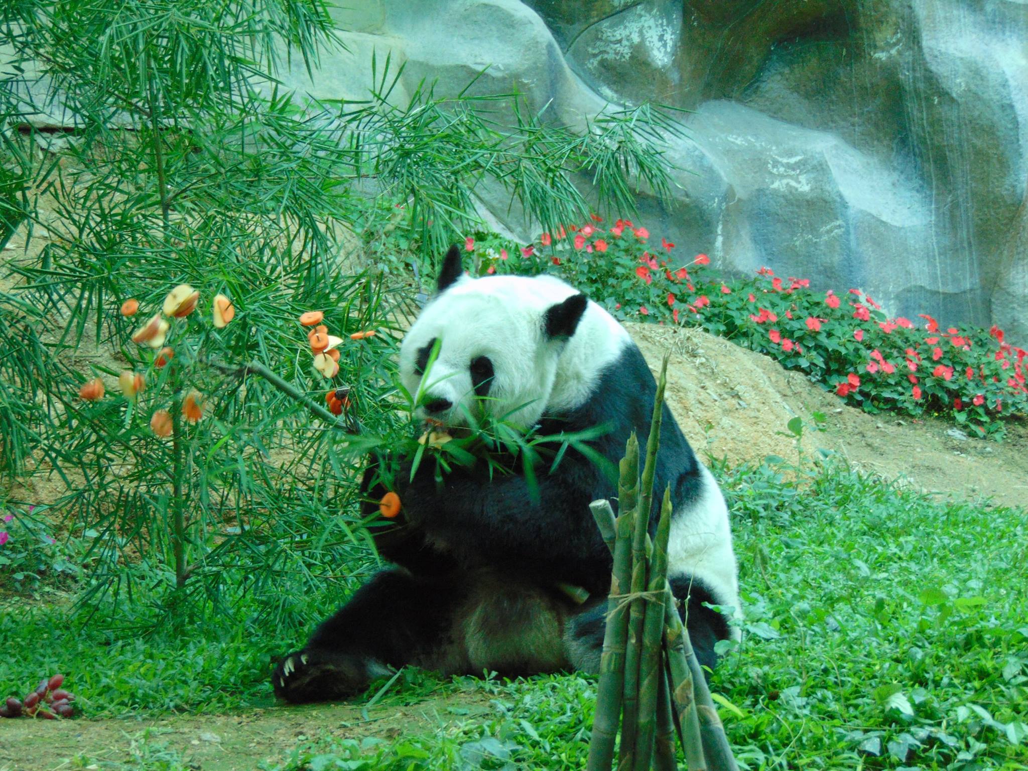 Chiang Mai Zoo