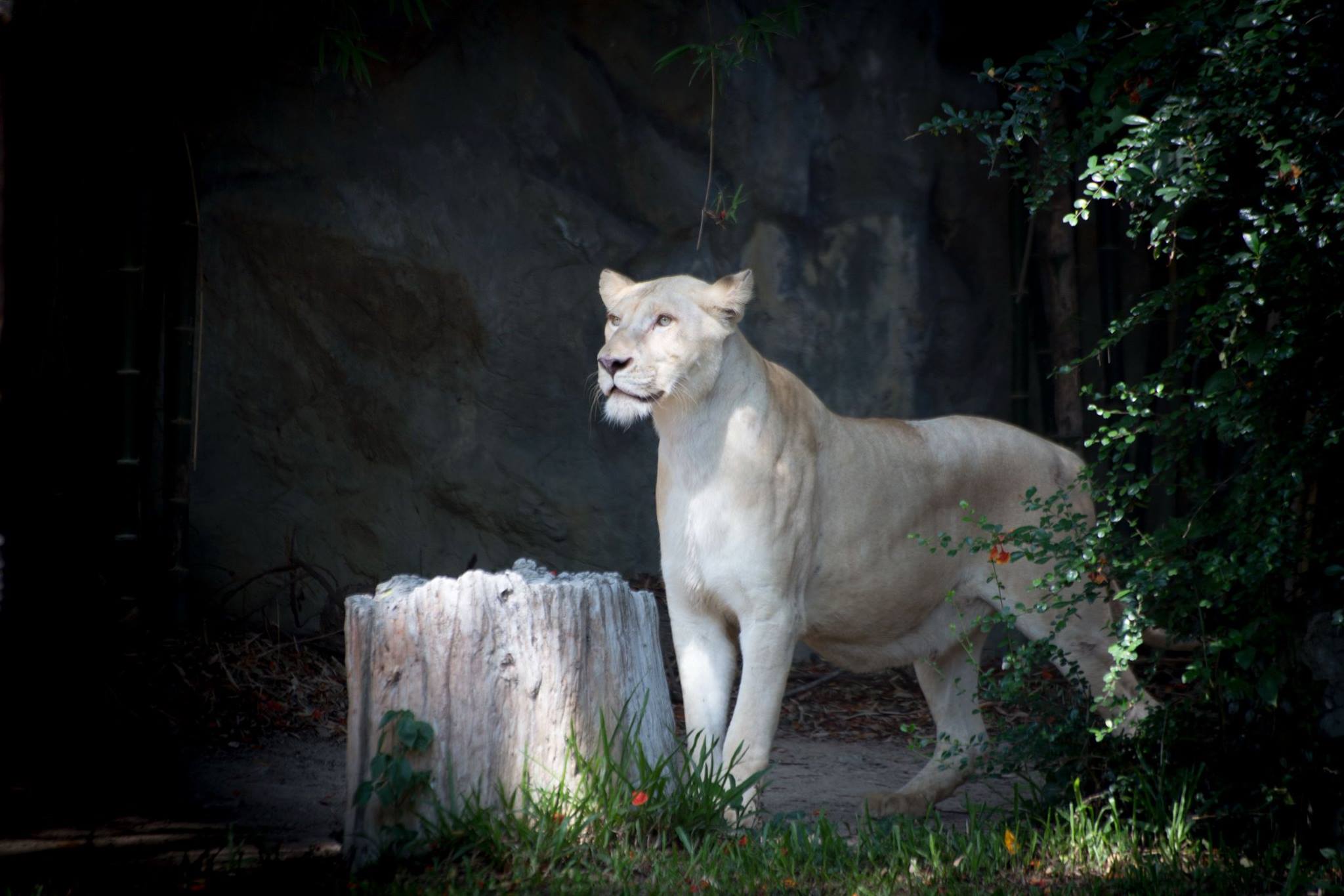 Chiang Mai Zoo