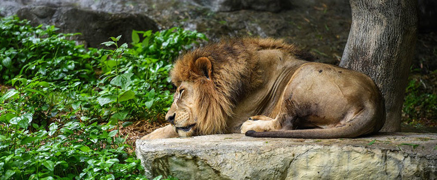 Chiang Mai Zoo