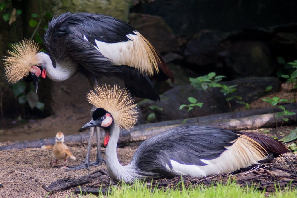 Chiang Mai Zoo