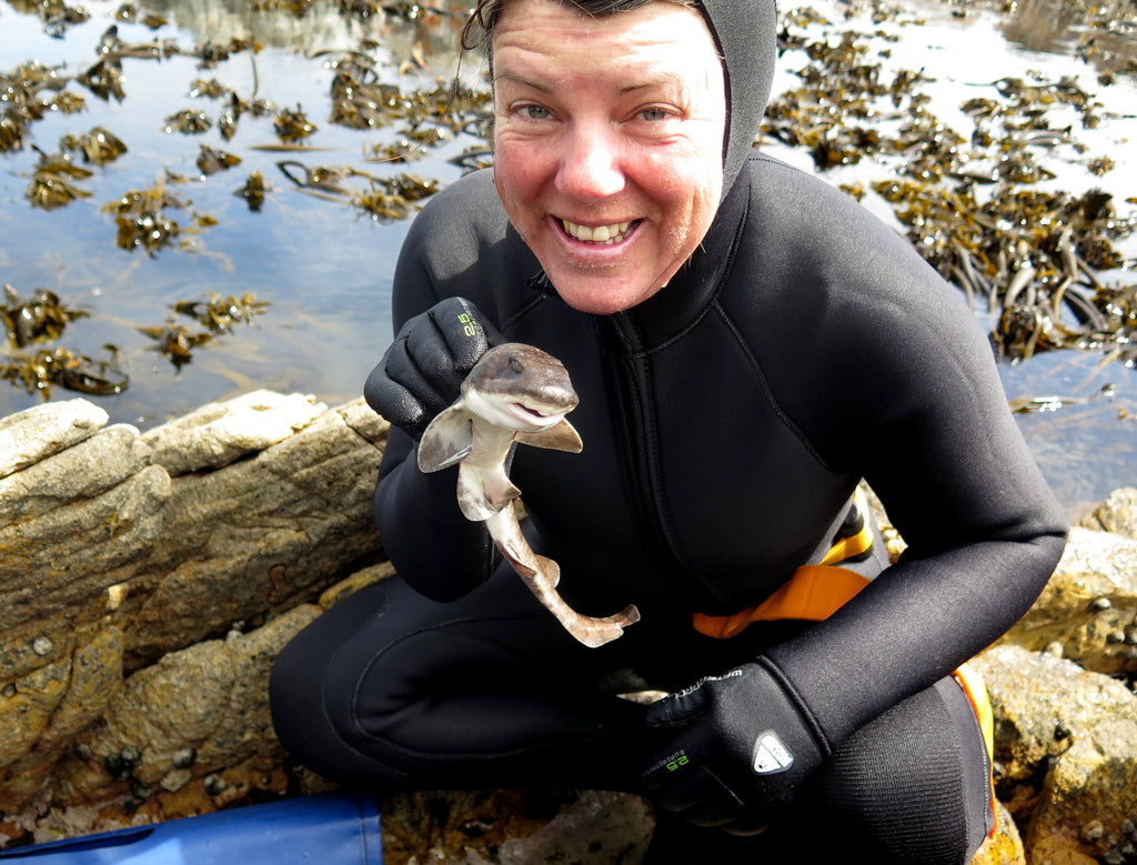 We regularly go snorkelling to catch, tag and release some of South Africa's smaller shark species