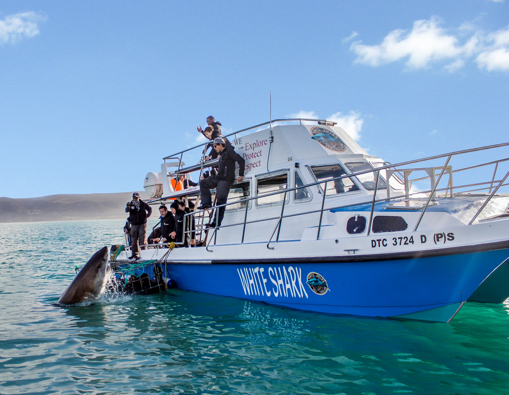 WSDC's cage diving vessel with Great White