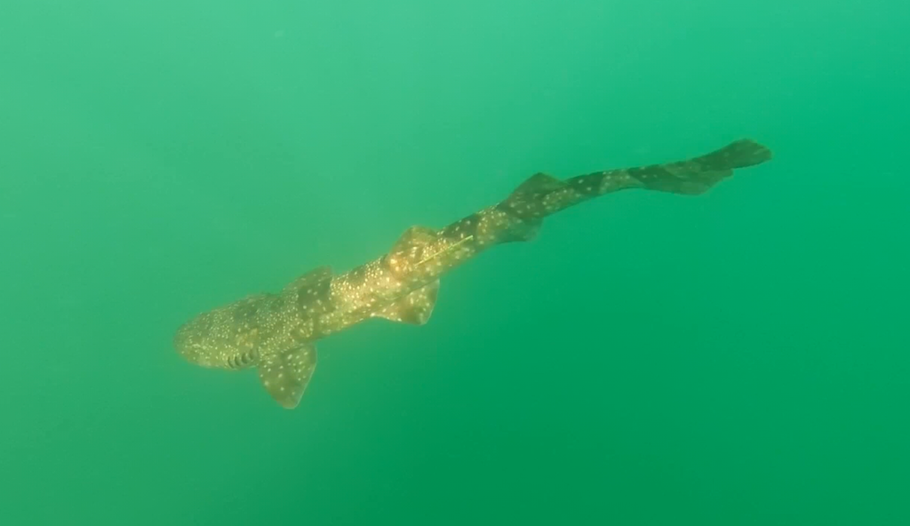 Sharks are beautiful!