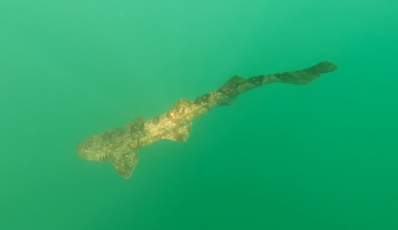 Sharks are beautiful!
