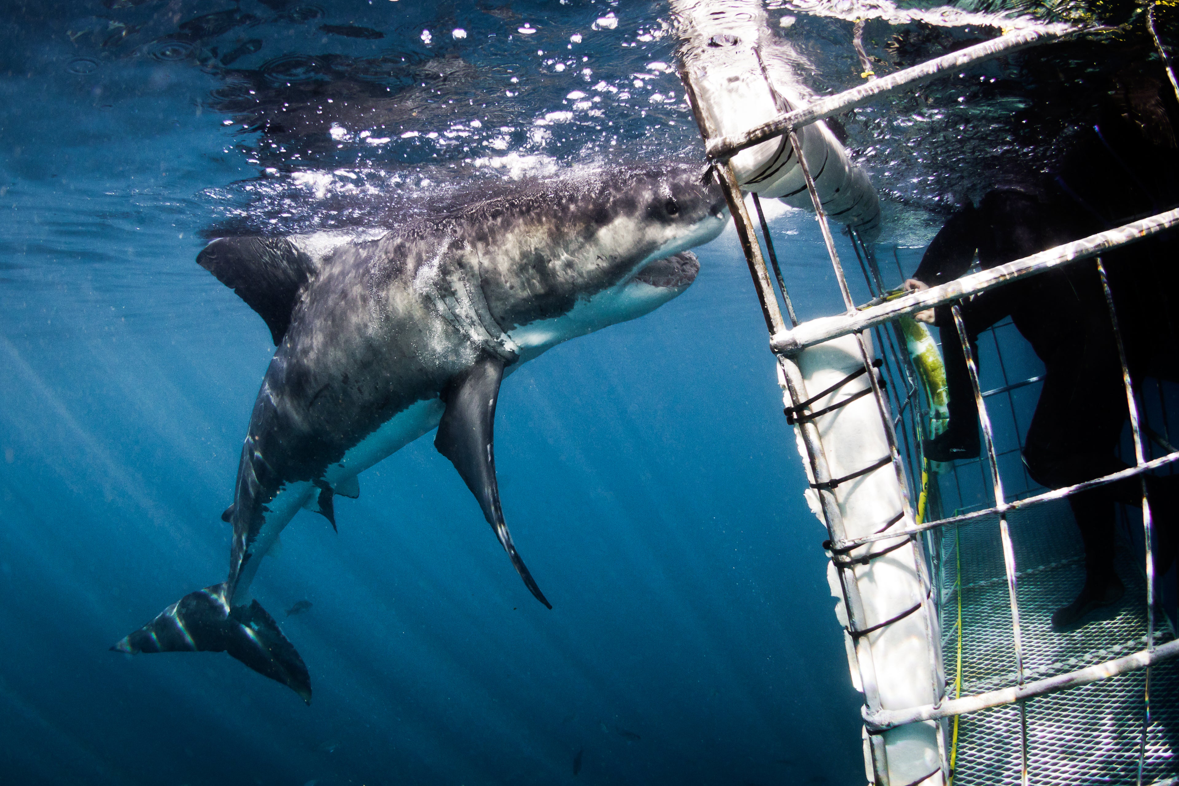 Face to face with the Great White Shark