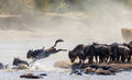 The Great Migration