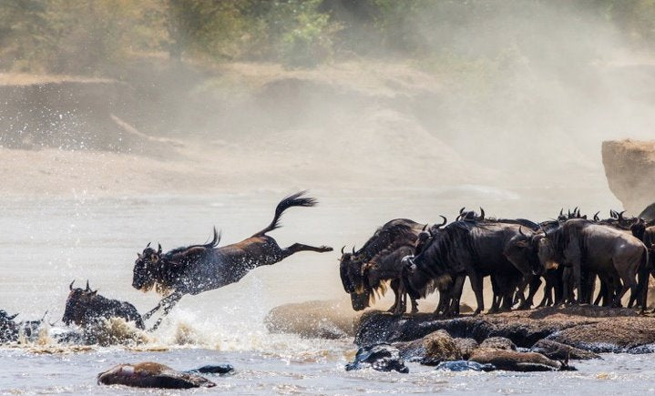 The Great Migration