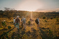 Nature Walks 
