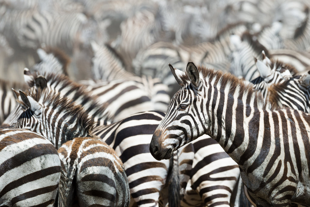 The Great Migration