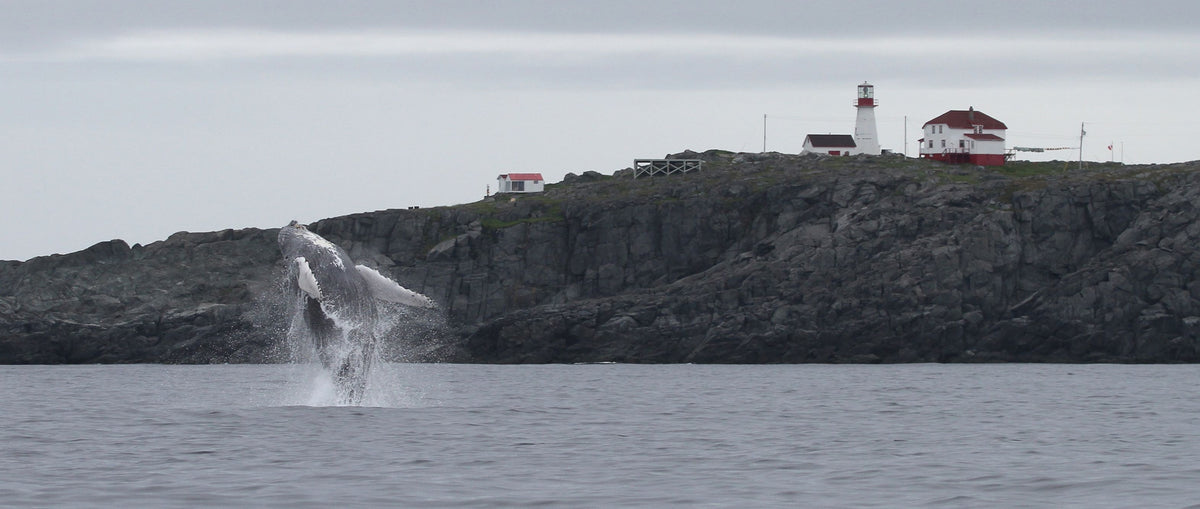 Quirpon Lighthouse Inn