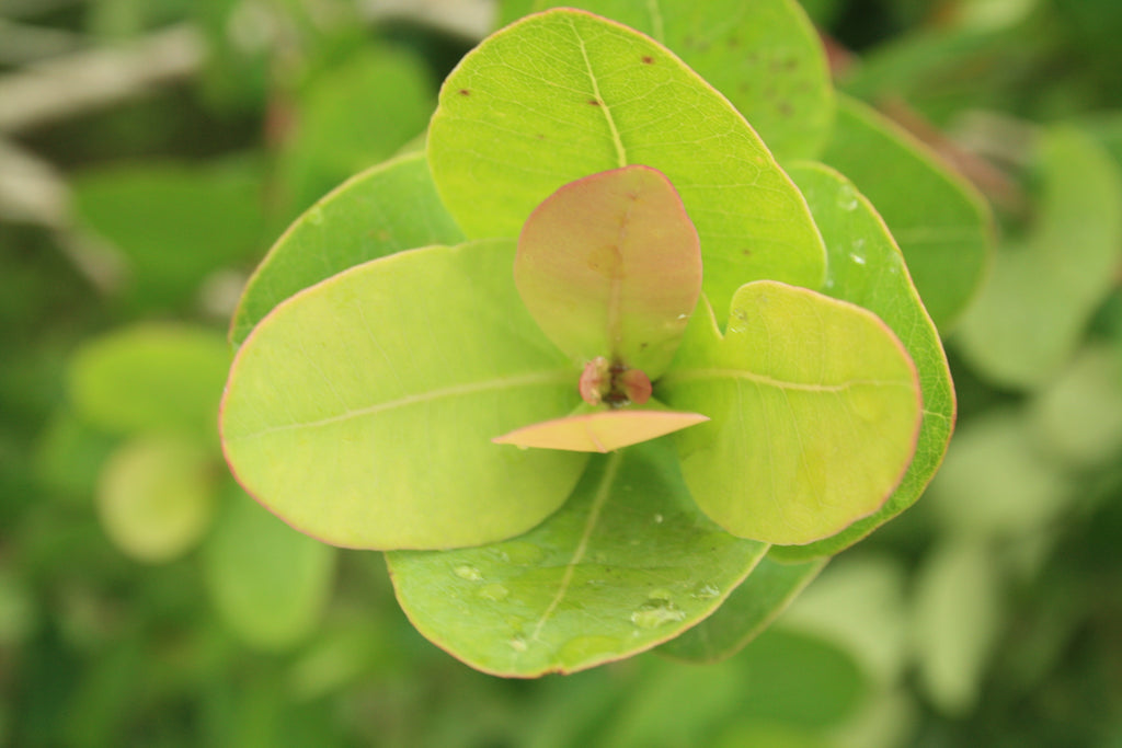 Waterberry tree