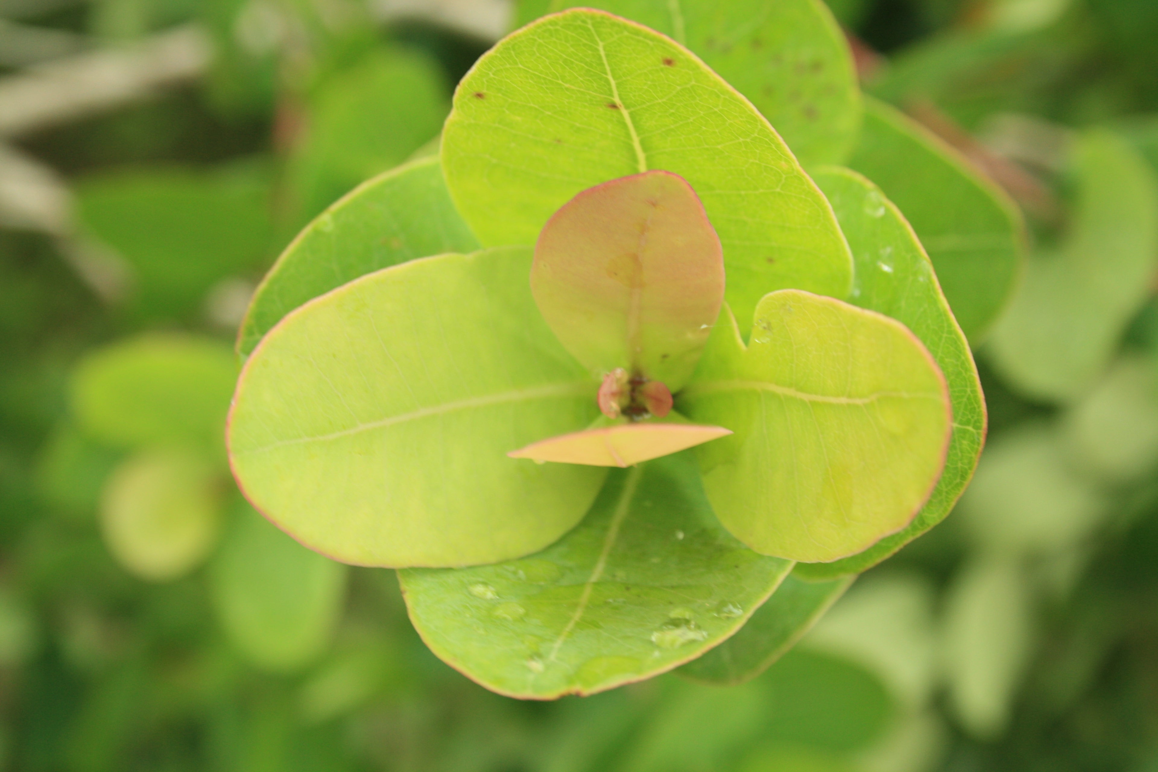 Waterberry tree