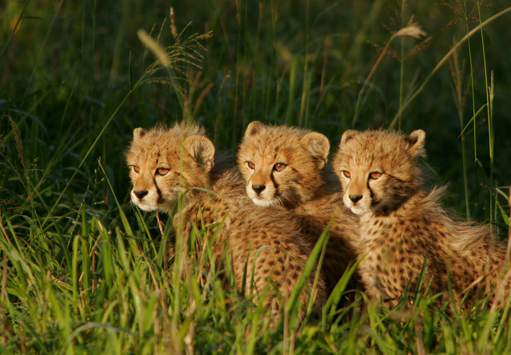 Emdoneni Cheetah Project