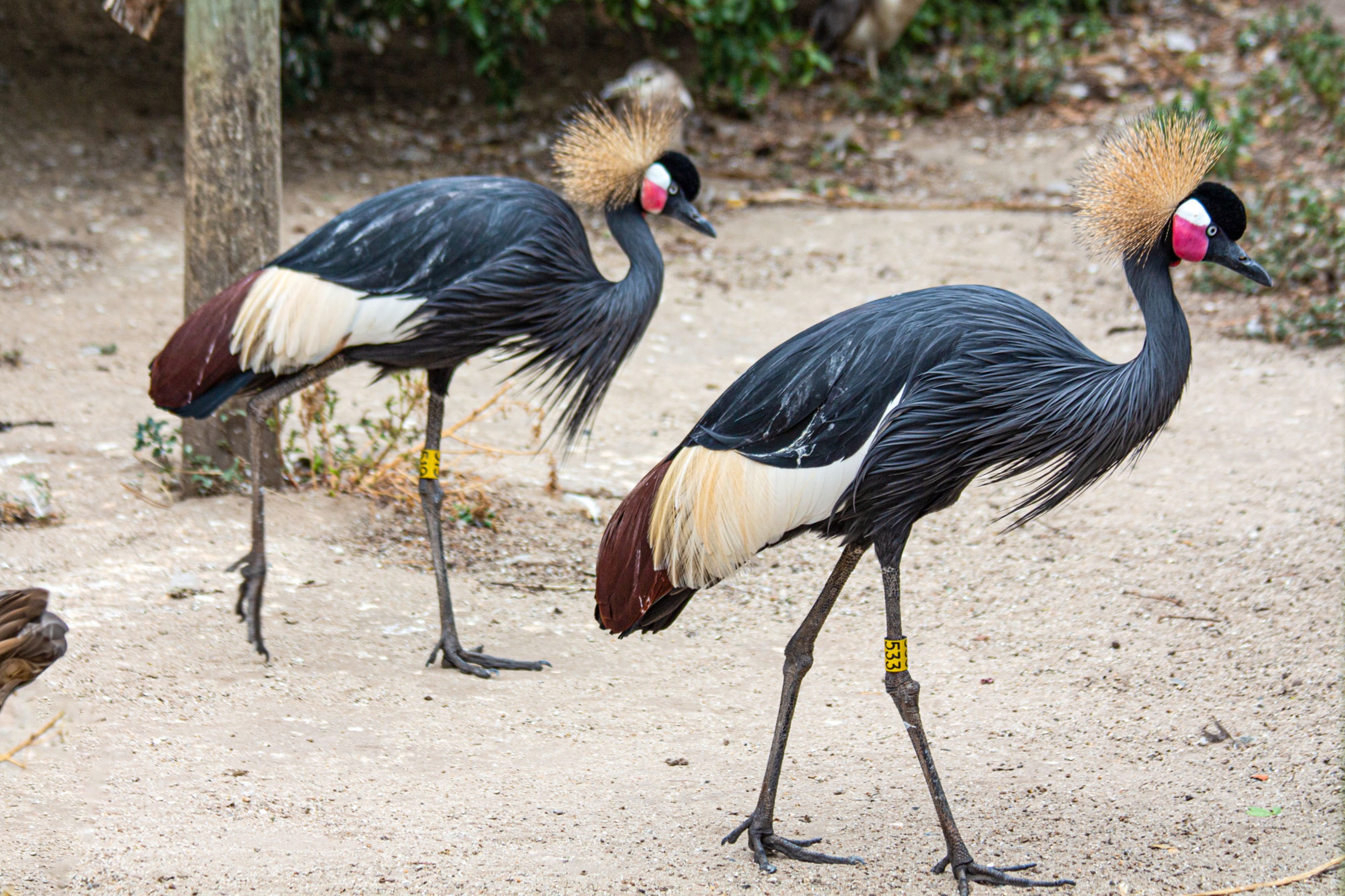 World of Birds