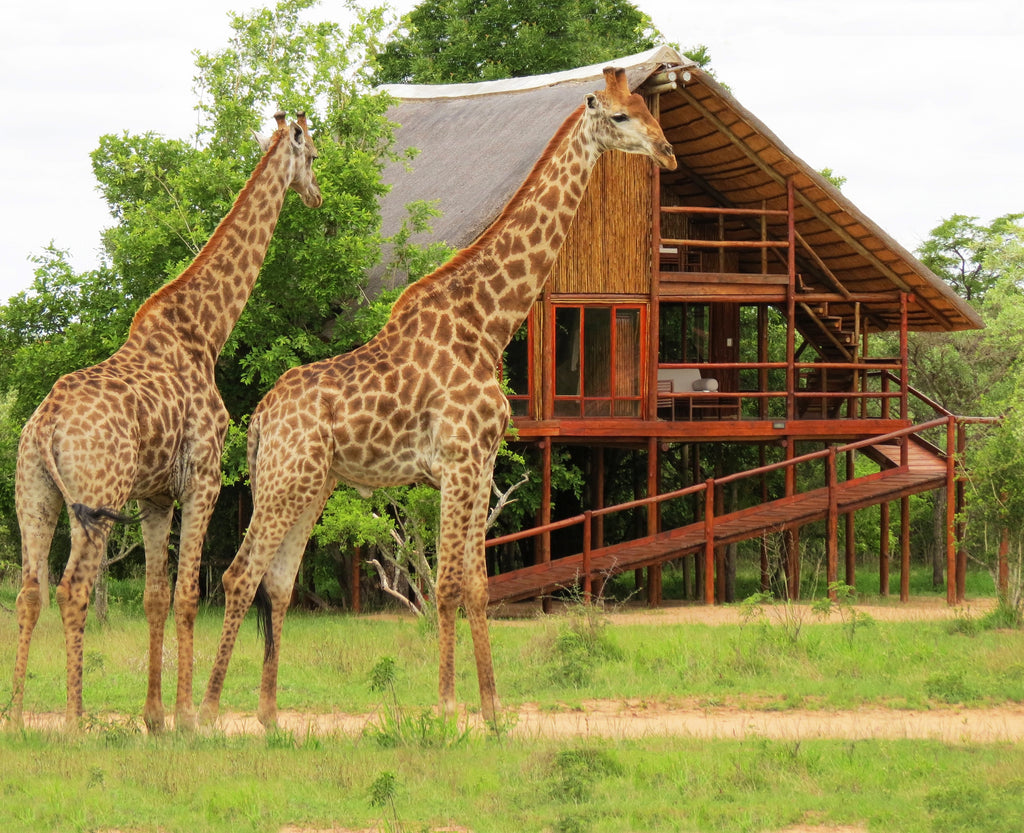 Bushwillow
