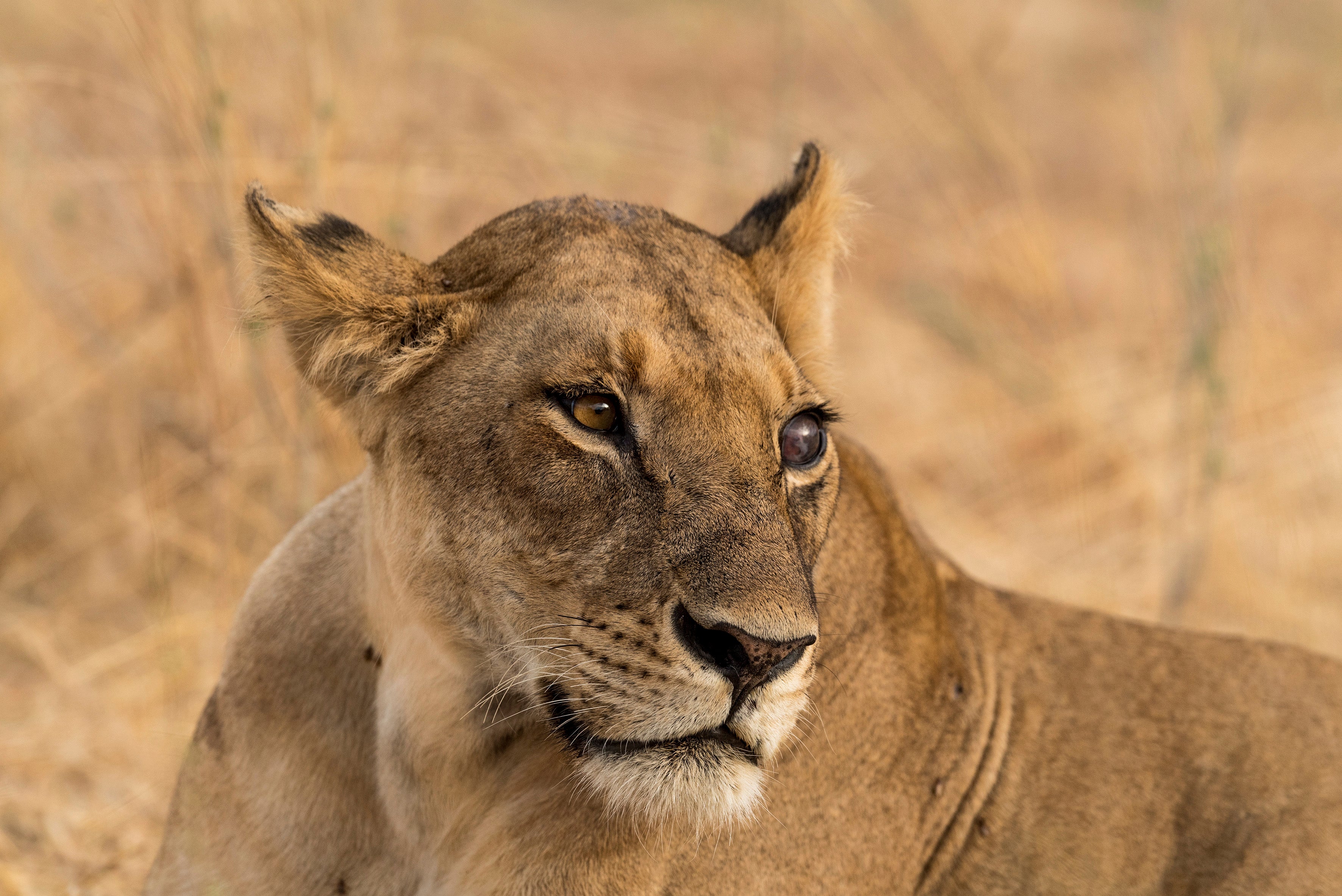 Jabali private House - Lioness