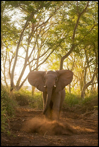 Vehicle Safaris